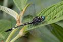 Brechmorhoga pertinax (Masked Clubskimmer) male.jpg